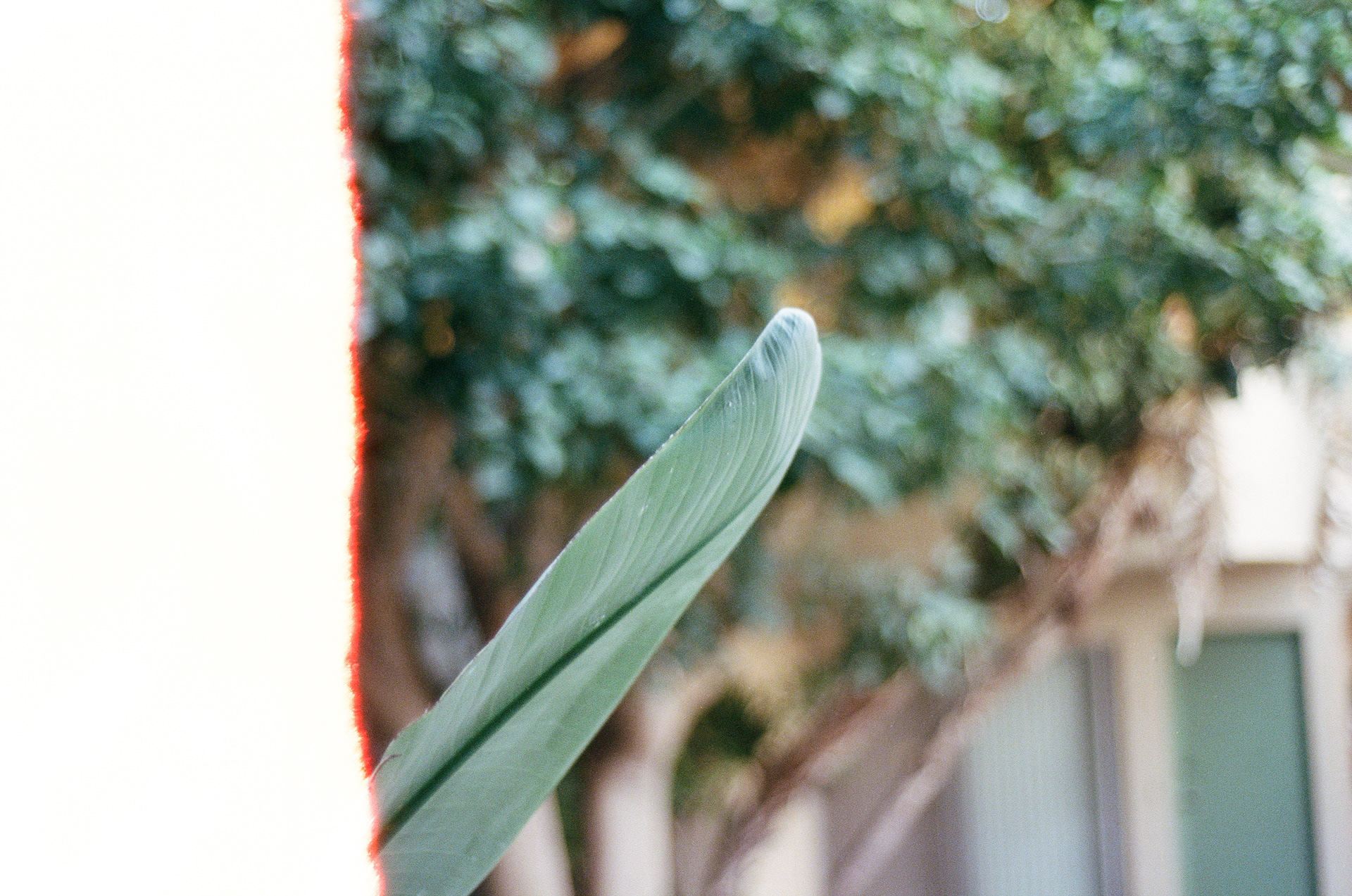 Nikon FE — 35mm · Still — photograph by Emrah Gonulkirmaz (16 of 20)